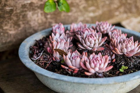 Aggies Bed & Breakfast - Lismore Accommodation 3