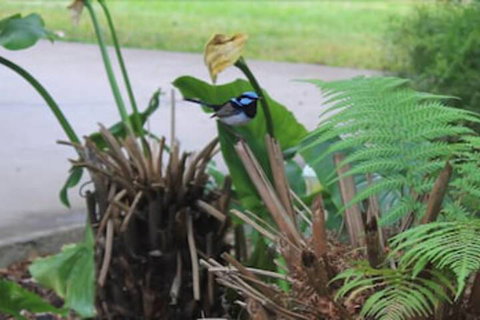 Aristocrat Waurnvale Motel - Lismore Accommodation 6