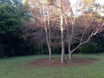 Boambee Retreat - Lismore Accommodation 4