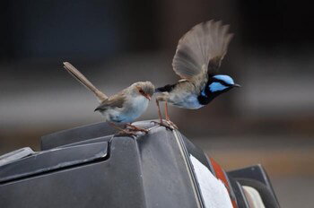 Edgewater Motel Ulladulla - Lismore Accommodation 1