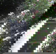 Ivy on Glenelg - Lismore Accommodation