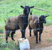 Alstonville Country Cottages - Lismore Accommodation