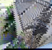 Swan Lake Guest House - Lismore Accommodation