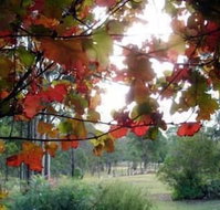 Elfin Hill Country Accommodation - Lismore Accommodation