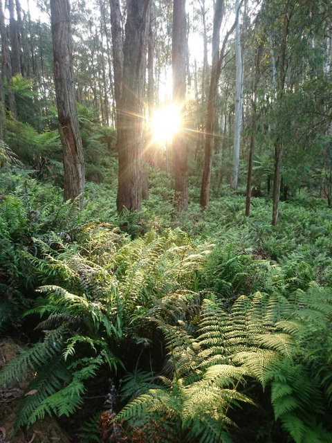 Carinya Park - Lismore Accommodation 3