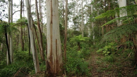 Carinya Park - Lismore Accommodation 1