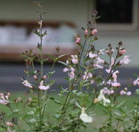 Serendipity on Allyn - Lismore Accommodation