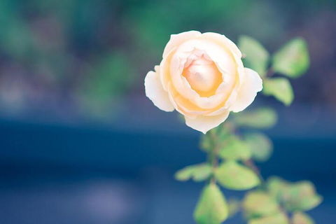 Bed Of Roses - Lismore Accommodation 5