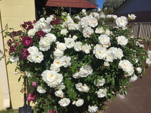 Observatory Guesthouse - Adults Only - Lismore Accommodation 6