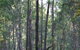 Bungadoo Country Cottage - thumb 7
