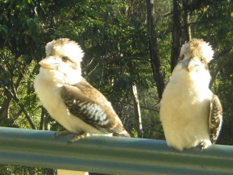 Nirvana At Montville - Lismore Accommodation 5