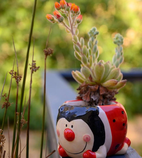 Friends At McLaren Vale - Lismore Accommodation 6