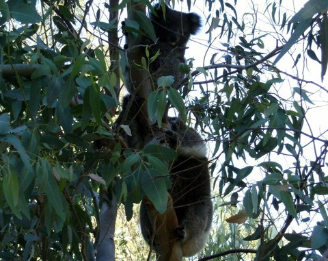 Friends At McLaren Vale - Lismore Accommodation 1