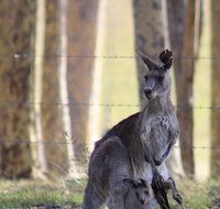 Bella Wind Bed  Breakfast - Lismore Accommodation