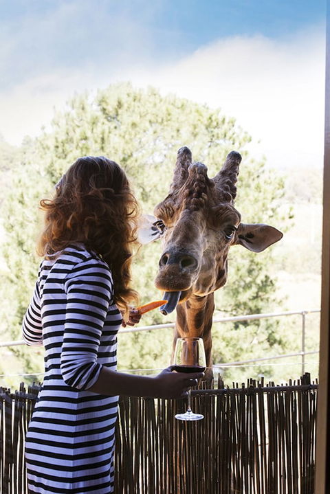 Jamala Wildlife Lodge - Lismore Accommodation 1