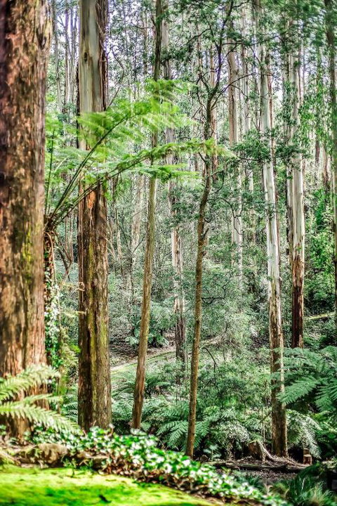 Fernglen Forest Retreat - Lismore Accommodation 1