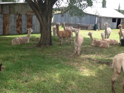 Glen Waverly Farmstay - Lismore Accommodation 1