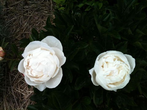 Glen Waverly Farmstay - Lismore Accommodation 5