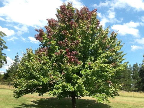 Glen Waverly Farmstay - Lismore Accommodation 2