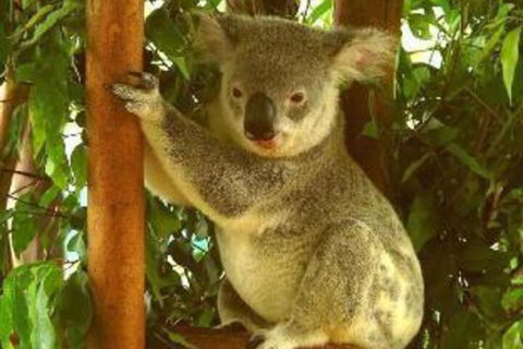 Noosa Backpackers Resort Hostel - Lismore Accommodation 0