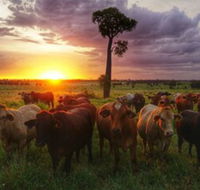 Myella Farm Stay - Lismore Accommodation