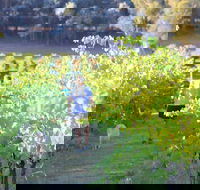 Tallagandra Hill Winery - Lismore Accommodation