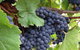 Marcus Hill Vineyard - thumb 0