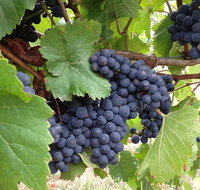 Marcus Hill Vineyard - Lismore Accommodation