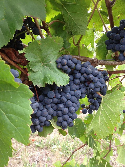 Marcus Hill Vineyard - Lismore Accommodation 0