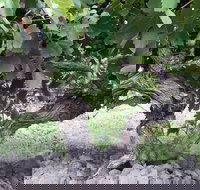 Nick Haselgrove Wines - Lismore Accommodation