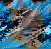 Charles St Pizza  Pasta - Lismore Accommodation