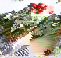 The Garden Tearooms  Cottage Nursery - Lismore Accommodation