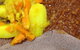 African Village Centre Restaurant - thumb 0