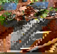 Masala Fusion - Lismore Accommodation