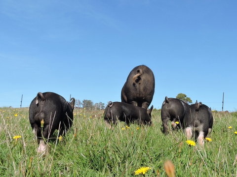 Fork It Farm - Lismore Accommodation 1