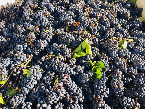 Norton Road Wines - Lismore Accommodation 2