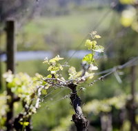 Barrgowan Vineyard - Lismore Accommodation