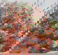 M Deli Cafe - Lismore Accommodation