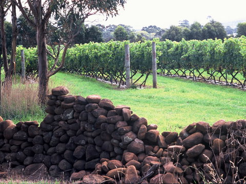 Spring Vale Vineyard - Lismore Accommodation 0