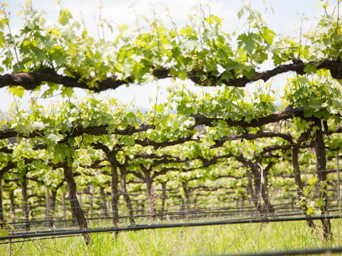 Borambola Wines - Lismore Accommodation 1