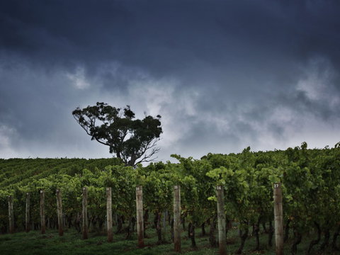 Dalrymple Vineyards - Lismore Accommodation 0