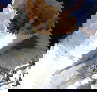 Ragenovich Bros Chickens - Lismore Accommodation