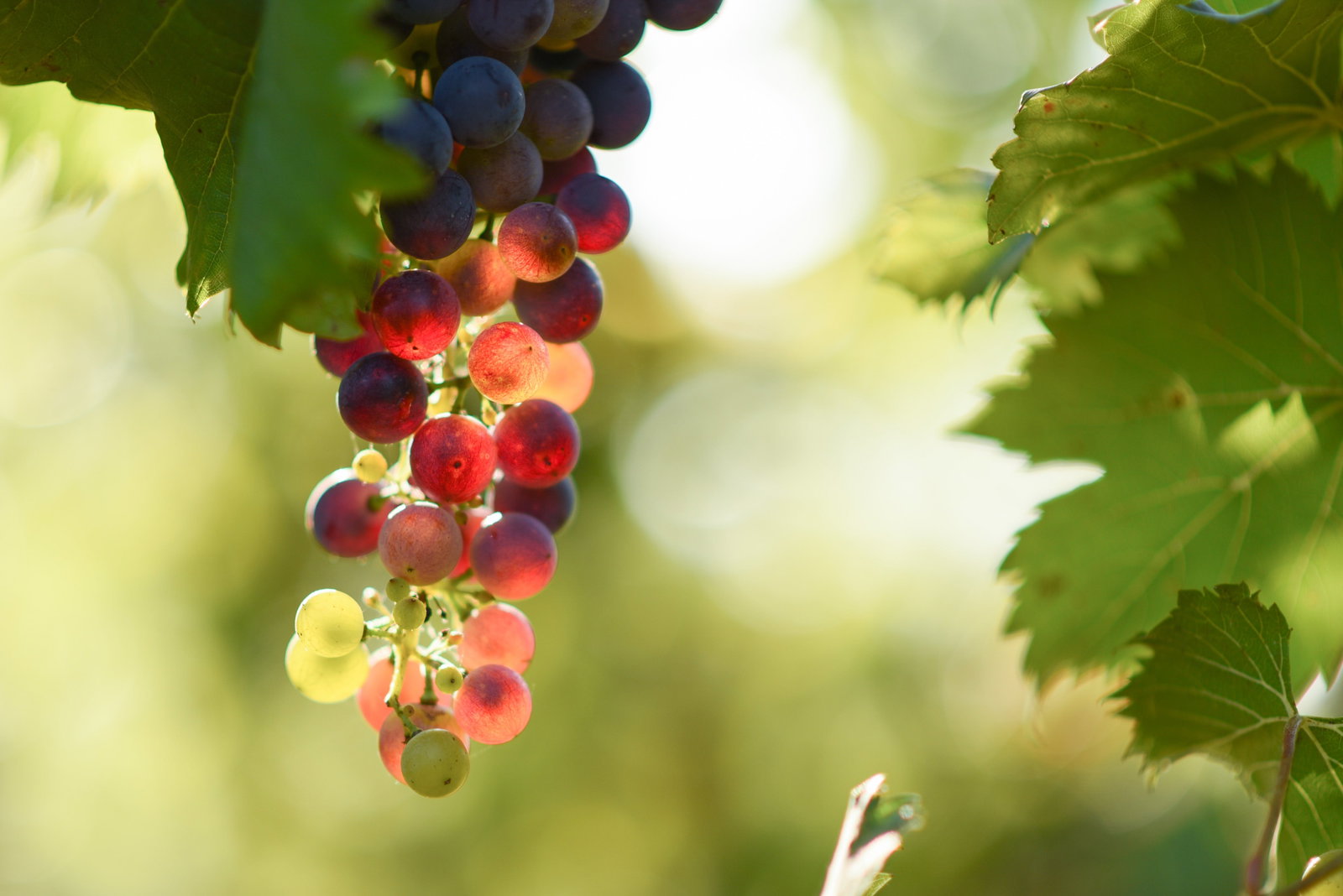 Raleigh NSW Lismore Accommodation