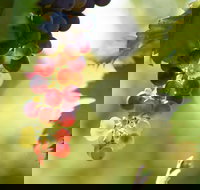 Raleigh Winery - Lismore Accommodation