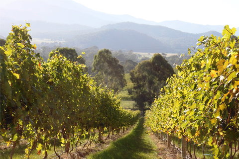 Pizzini Wines King Valley - Lismore Accommodation 2