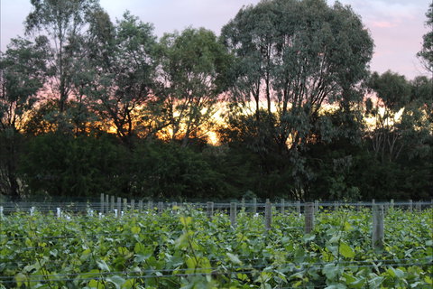 Haldon Estate Wines - Lismore Accommodation 2