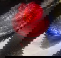 Rene's Restaurant and Pizzeria - Lismore Accommodation