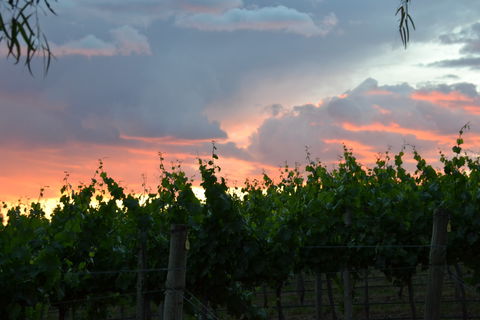 Serengale Vineyard - Lismore Accommodation 1