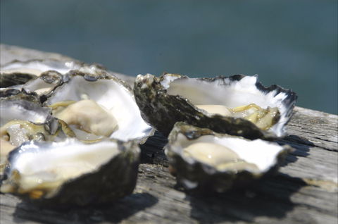 Jim Wild's Oyster Service - Lismore Accommodation 0
