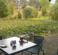 Avocados - Lismore Accommodation